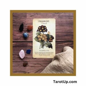 Oracle Cards vs Tarot Decks – An In-depth Guide for Enthusiasts Featured Image
